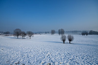 Rheinaue im Winter