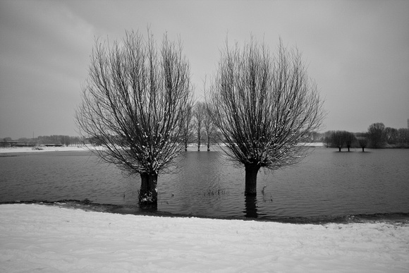 Rheinaue im Winter